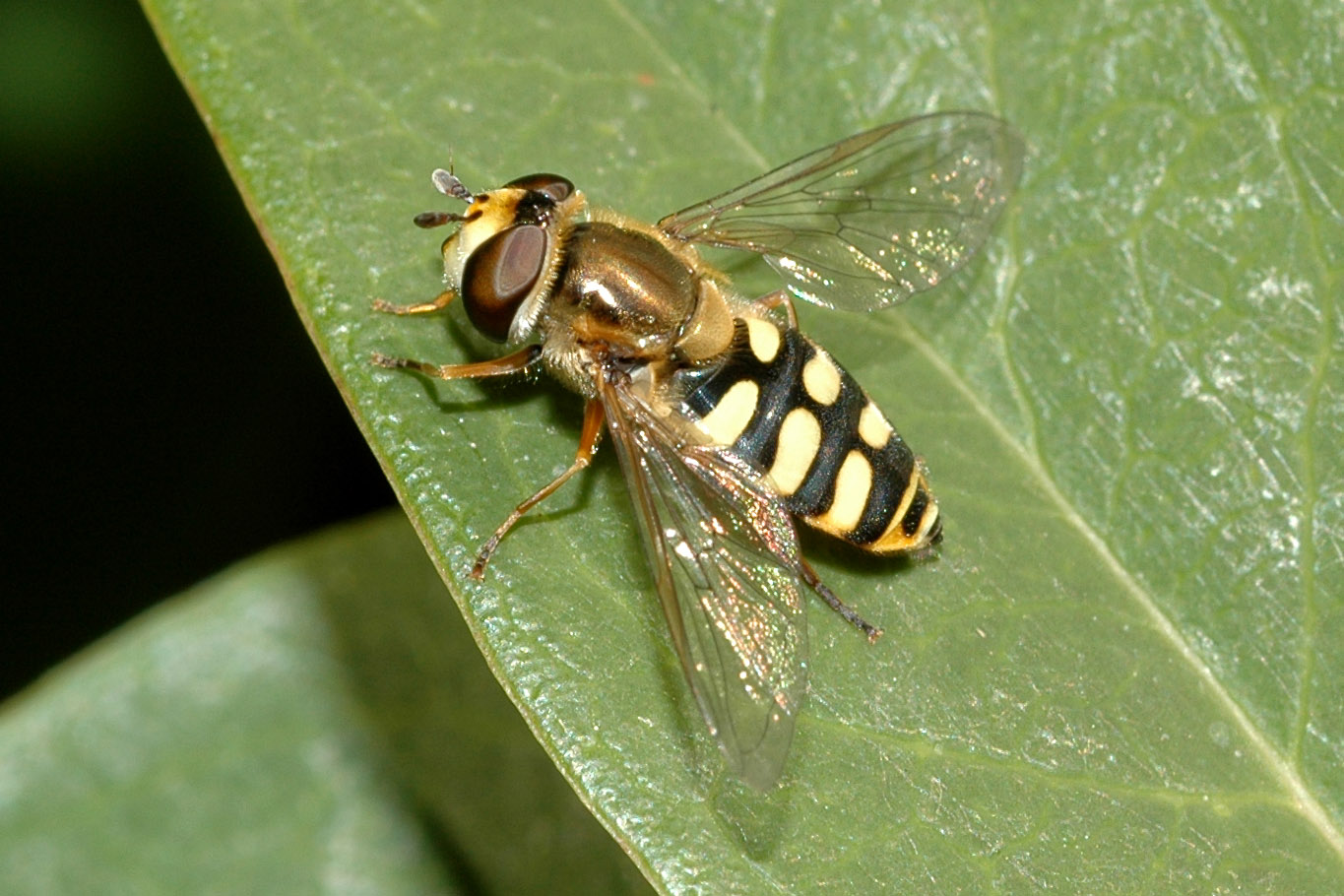 hover flies hover flies